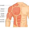 Smooth muscle is under involuntary control and is found in the walls of blood vessels and of structures such as the urinary bladder, the intestines, and the stomach. 1