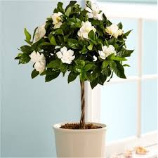 Magnificently Fragranced Topiary Standard Gardenia Tree In Bud And Bloom Garden Plants In 2020 Gardenia Plant Growing Gardenias Gardenia Trees