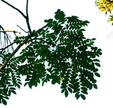 Image result for Erythrophleum