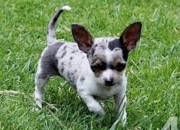 Black Apple Head Chihuahua For Sale Adorable Blue Merle Chihuahua Puppy 9 Weeks Akc Chihuahua Puppies Merle Chihuahua Blue Merle Chihuahua