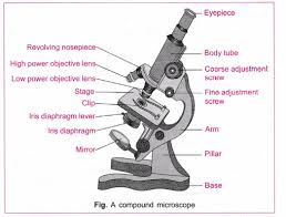 Condenser, iris diaphragm, and diaphragm a condenser gathers and focuses light from the illuminator onto the specimen being viewed. Cbse Class 10 Science Practical Skills Stomata Cbse Sample Papers