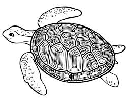 Learn what a healthy turtle or tortoise shell should look and feel like as well as the diseases and problems that may affect them. Contour Turtle Coloring Page For Kids Stock Vector Illustration Of Greeting Coloring 154028768