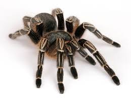 What Does It Mean When You Dream About Spiders Really Spider Tarantula Beautiful Creature