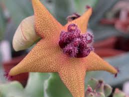 Image result for Cienfuegosia gerrardii