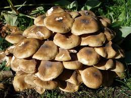 champignons du jardin et d ailleurs