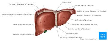 The main function of the lesser omentum is to attach the stomach and duodenum to the liver. Liver And Gallbladder Anatomy Location And Functions Kenhub