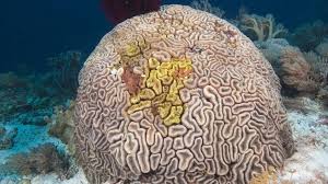 They typically live in compact colonies of many identical individual polyps. Meer Korallenriffe Korallenriffe Meer Natur Planet Wissen