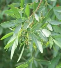 Image result for Searsia rehmanniana