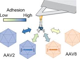 Image result for Gold 1999 AAV