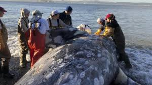 40 kg equals to 88.18 pounds or there are 88.18 pounds in 40 kg. 40 Kilos Of Plastic Caused This Whale To Die Kuchhv