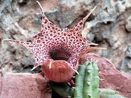 Image result for Huernia erectiloba