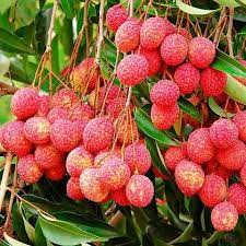 We did not find results for: Buy Litchi Tree Grown Through Seeds Plant Online From Nurserylive At Lowest Price