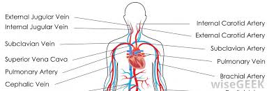 They are the carotid arteries, and they carry blood to the brain. What Is The Jugular Vein With Pictures