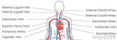Visualize the anatomy of the neck and think of the skin, thyroid What Is The Jugular Vein With Pictures