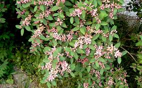 Um die blüten und blätter der besonderen minze zu verwenden, können sie mit einer scharfen schere ganze stiele der pflanze abschneiden. Tatarisches Geissblatt Pflanze Geissblatt Gagelstrauch Guduchi Pflanzen Saatgut Ruhlemann S Krauter Und Duftpflanzen
