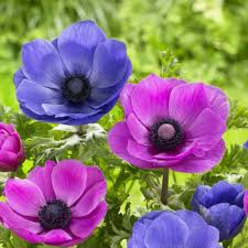Image result for Anemone transvaalensis