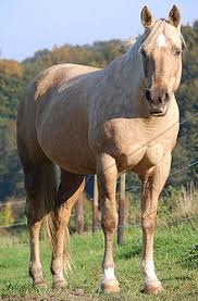 J'ai changé la cartouche, j'ai fait des nettoyage, rien y fait ! Robe Du Cheval Wikipedia