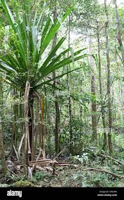 Image result for Pandanaceae