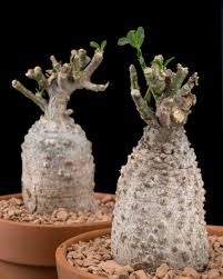 Image result for Fockea angustifolia