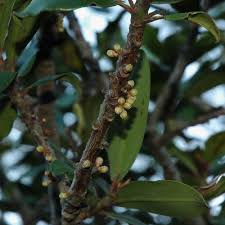 Image result for Rapanea melanophloeos