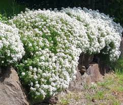 How To Grow Candytuft Watters Garden Center