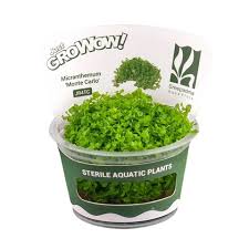 Image result for Rotala gossweileri