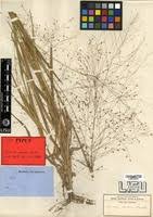 Image result for Panicum pansum