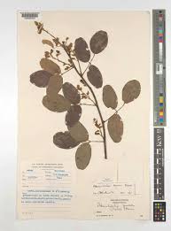 Image result for Adenodolichos punctatus