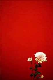 White Flower On Red Background Red Background Red Aesthetic I See Red