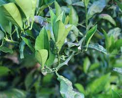 Let's go through the causes of lemon tree leaves curling and what you can do to fix the problem. What Are Citrus Leaf Miners How To Control Them In Your Garden Yates