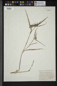 Image result for Coleotrype laurentii