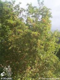 Image result for Citharexylum