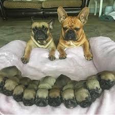 We did not find results for: Pug Puppies For Adoption Chennai Zamroo