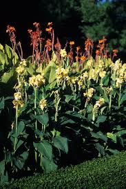Canna X Generalis Multiple Varieties Canna Lily Shades Of Green Inc