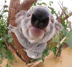 Cute Animal Pictures Cute Koala Close Up Koala Bear Animal Noses Koalas