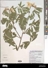 Image result for Tephrosia vogelii