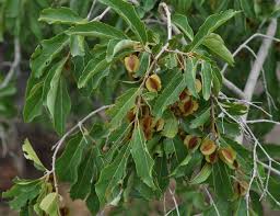 Image result for Combretum