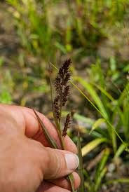 Image result for Echinochloa crus-galli