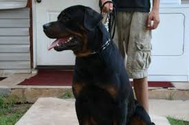 Quality registered rottweiler pups texas rottweiler. Female Rottweiler Puppies Pets And Animals For Sale Waco Tx