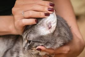 Olive oil did not harm my cat, but you may want to check with your vet before you apply oil on yours. Olive Oil For Cats Can You Really Give It To Them My Animals