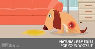 Signs of a urinary infection in a dog include: 5 Natural Remedies For Urinary Tract Infections In Dogs Dogs Naturally Dog Uti Bladder Infection In Dogs Dog Remedies