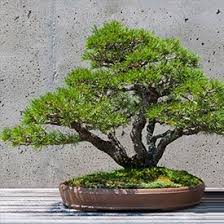 Zwerg Kiefer Heidelbeeren Pflanzen Mediterraner Garten Beet Anlegen