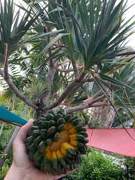 Image result for Pandanus
