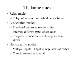 These nuclei are not directly involved in the classical relay of peripheral information but support cognitive thalamocortical functions including selective attention, memory formation or consciousness. Cerebrum Lundy Ekman Chapters 17 Ppt Download
