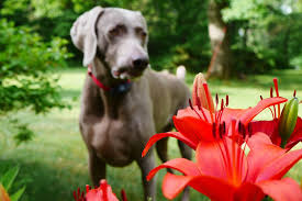 There are quite a few poisonous plants for dogs, and ingesting them can cause symptoms ranging from upset tummy to death. How To Treat Plant Poisoning In Puppies