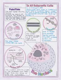 They contain cristae which are extensions of the inner membrane. Nucleus Chloroplast And Mitochondrion Biology Doodle Diagrams Tpt