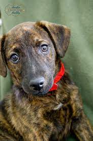 Pin By Calyn Kirch On Puppies Mountain Cur Dog Catahoula Leopard Dog Dachshund Puppies