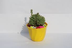 How to propagate opuntia basilaris. Buy Jelly Beans Succulent Many Fingers Sedum Pachyphyllum Online Plantdecors