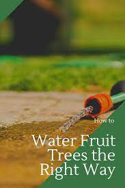 In a temperate climate, trees need 35 to 40 gallons of water per day in july and august, when the sun and heat cause water to evaporate quickly. How To Water Fruit Trees The Right Way Watering Trees Fruit Tree Garden Fruit Trees