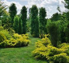 Juniperus Chinensis Old Gold Gold Coast Juniper Japanese Garden Design Landscape Design Garden Design